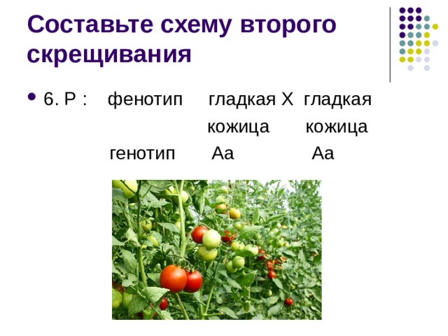 Составьте схему второго скрещивания 6. Р : фенотип гладкая Х гладкая  кожица кожица  генотип Аа Аа 