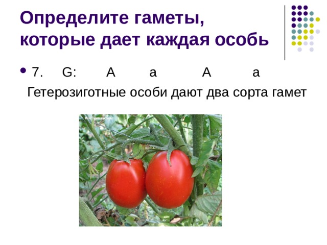 Определите гаметы, которые дает каждая особь 7. G : А а А а  Гетерозиготные особи дают два сорта гамет 