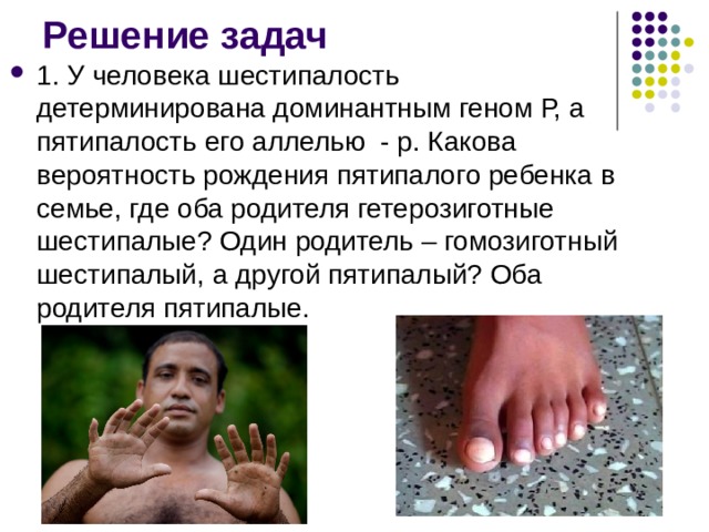 Решение задач 1. У человека шестипалость детерминирована доминантным геном Р, а пятипалость его аллелью - р. Какова вероятность рождения пятипалого ребенка в семье, где оба родителя гетерозиготные шестипалые? Один родитель – гомозиготный шестипалый, а другой пятипалый? Оба родителя пятипалые. 