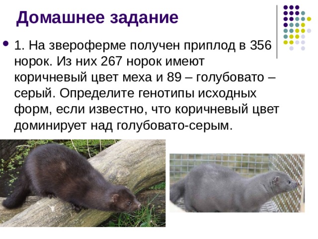 Домашнее задание 1. На звероферме получен приплод в 356 норок. Из них 267 норок имеют коричневый цвет меха и 89 – голубовато –серый. Определите генотипы исходных форм, если известно, что коричневый цвет доминирует над голубовато-серым. 
