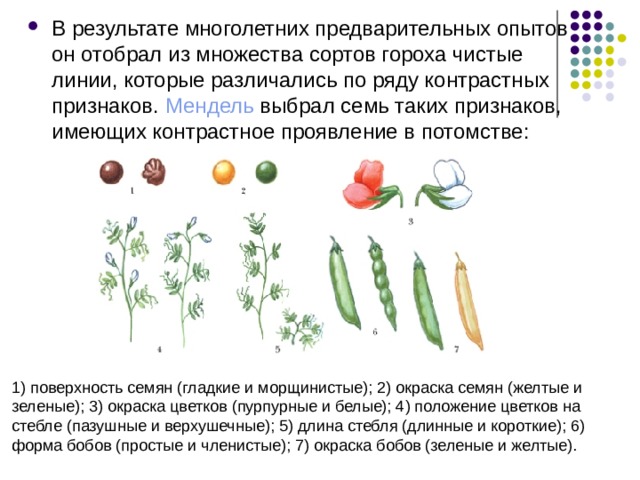 В результате многолетних предварительных опытов он отобрал из множества сортов гороха чистые линии, которые различались по ряду контрастных признаков.  Мендель  выбрал семь таких признаков, имеющих контрастное проявление в потомстве: 1) поверхность семян (гладкие и морщинистые); 2) окраска семян (желтые и зеленые); 3) окраска цветков (пурпурные и белые); 4) положение цветков на стебле (пазушные и верхушечные); 5) длина стебля (длинные и короткие); 6) форма бобов (простые и членистые); 7) окраска бобов (зеленые и желтые). 