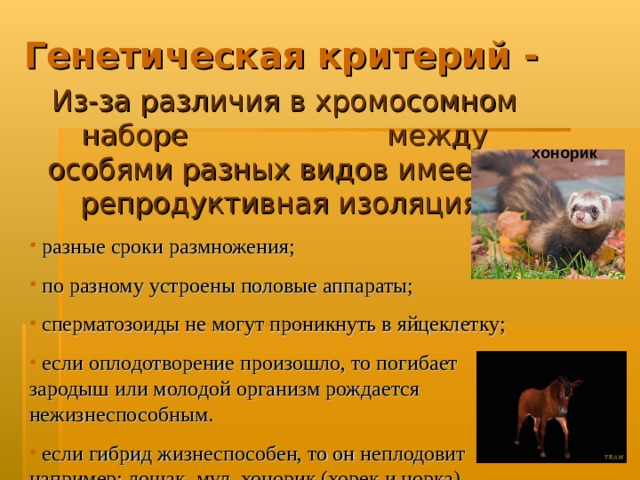 Генетическая критерий - Из-за различия в хромосомном наборе между особями разных видов имеется репродуктивная изоляция:  разные сроки размножения;  по разному устроены половые аппараты;  сперматозоиды не могут проникнуть в яйцеклетку;  если оплодотворение произошло, то погибает зародыш или молодой организм рождается нежизнеспособным.  если гибрид жизнеспособен, то он неплодовит например: лошак, мул, хонорик (хорек и норка) хонорик 