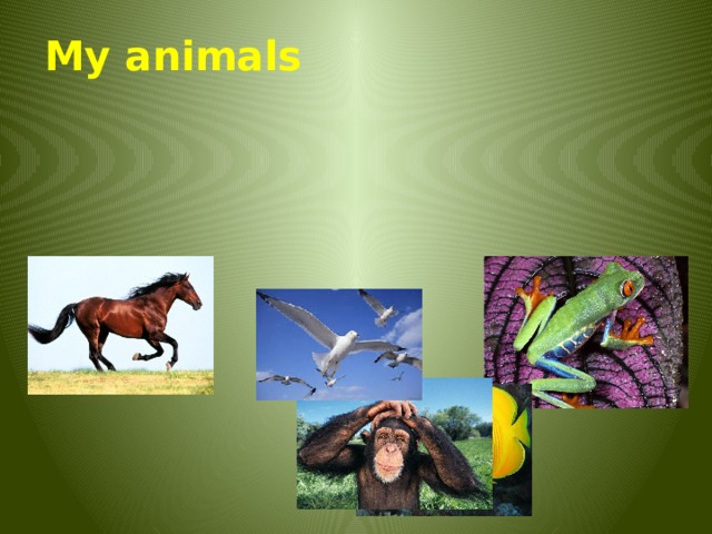 My animals 