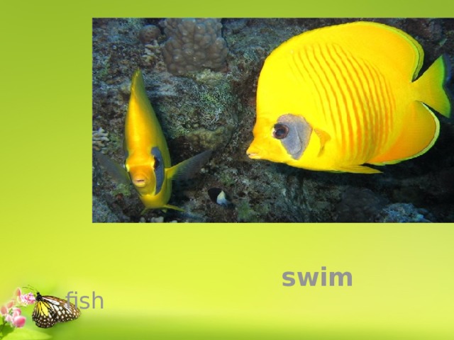 fish swim 