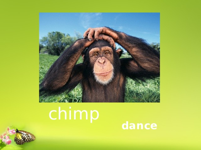  chimp dance 