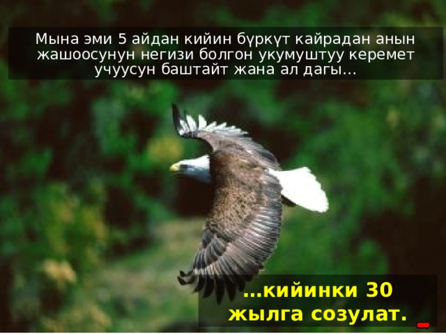 Мына эми 5 айдан кийин бүркүт кайрадан анын жашоосунун негизи болгон укумуштуу керемет учуусун баштайт жана ал дагы… And after five months, the eagle takes its’ famous renewal flight and lives for …. 30 more years … кийинки 30 жылга созулат . 