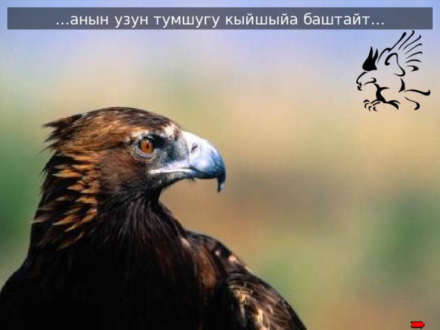 … анын узун тумшугу кыйшыйа баштайт… Its’ long and sharp beak becomes bent 