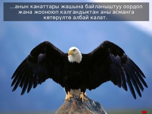 … анын канаттары жашына байланыштуу оордоп жана жооноюп калгандыктан аны асманга көтөрүлтө албай калат . Its’ old-aged and heavy wings, due to their thick feathers, become stuck to its’ chest and make it difficult to fly 
