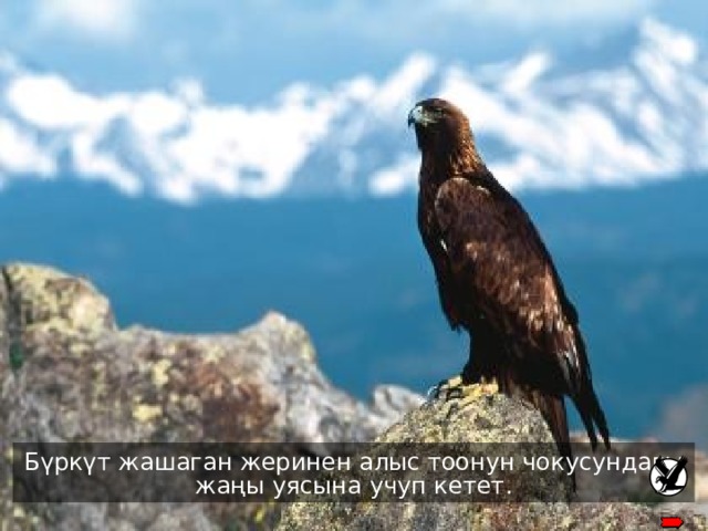 The process requires that the eagle fly to a mountain top and sit on its’ nest Бүркүт жашаган жеринен алыс тоонун чокусундагы жаңы уясына учуп кетет . 