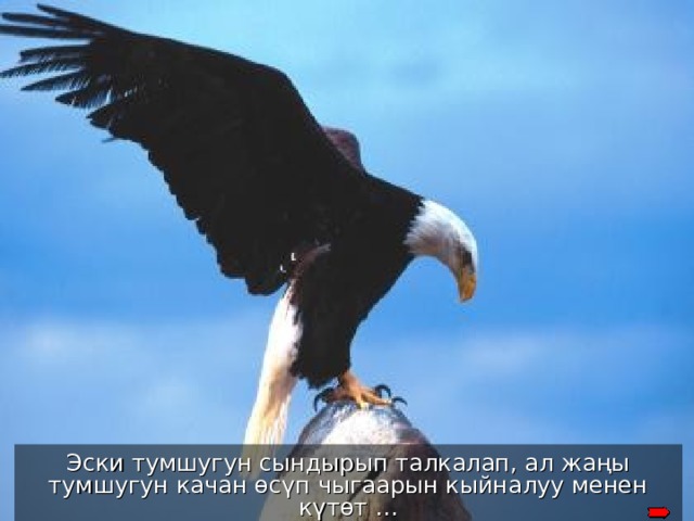After plucking it out, the eagle will wait for a new beak to grow back and then it will pluck out its’ talons Эски тумшугун сындырып талкалап, ал жаңы тумшугун качан өсүп чыгаарын кыйналуу менен күтөт … 