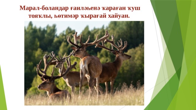 Марал-боландар ғаиләһенә ҡараған ҡуш тояҡлы, һөтимәр ҡырағай хайуан.   
