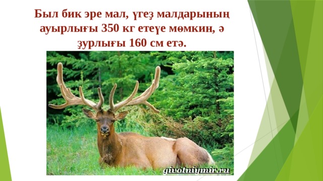 Был бик эре мал, үгеҙ малдарының ауырлығы 350 кг етеүе мөмкин, ә ҙурлығы 160 см етә. 