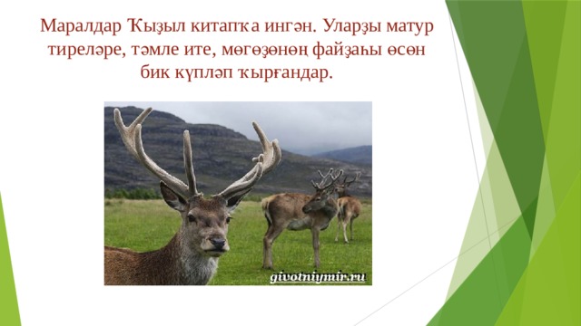 Маралдар Ҡыҙыл китапҡа ингән. Уларҙы матур тиреләре, тәмле ите, мөгөҙөнөң файҙаһы өсөн бик күпләп ҡырғандар. 