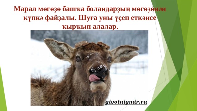 Марал мөгөҙө башҡа боландарҙың мөгөҙөнән күпкә файҙалы. Шуға уны үҫеп еткәнсе ҡырҡып алалар. 