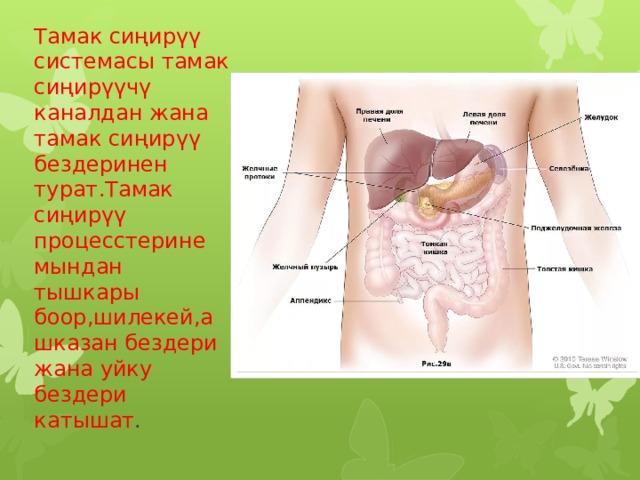  Тамак сиңирүү системасы тамак сиңирүүчү каналдан жана тамак сиңирүү бездеринен турат.Тамак сиңирүү процесстерине мындан тышкары боор,шилекей,ашказан бездери жана уйку бездери катышат . 