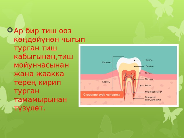 Ар бир тиш ооз көңдөйүнөн чыгып турган тиш кабыгынан,тиш мойунчасынан жана жаакка терең кирип турган тамамырынан түзүлөт. 