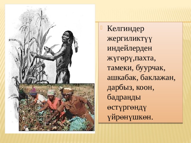 Келгиндер жергиликтүү индейлерден жүгөрү,пахта, тамеки, буурчак, ашкабак, баклажан, дарбыз, коон, бадраңды өстүргөндү үйрөнүшкөн. 