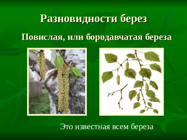 Разновидности берез Повислая, или бородавчатая береза Это известная всем береза 