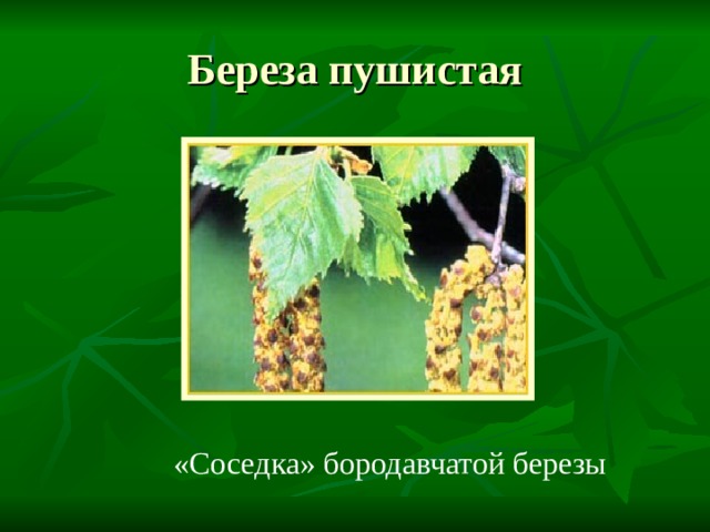Береза пушистая «Соседка» бородавчатой березы 