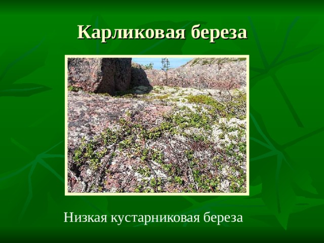 Карликовая береза Низкая кустарниковая береза 