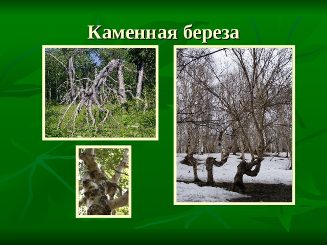 Каменная береза 