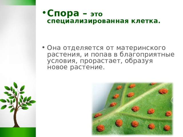 Спора – это специализированная клетка. Она отделяется от материнского растения, и попав в благоприятные условия, прорастает, образуя новое растение.  
