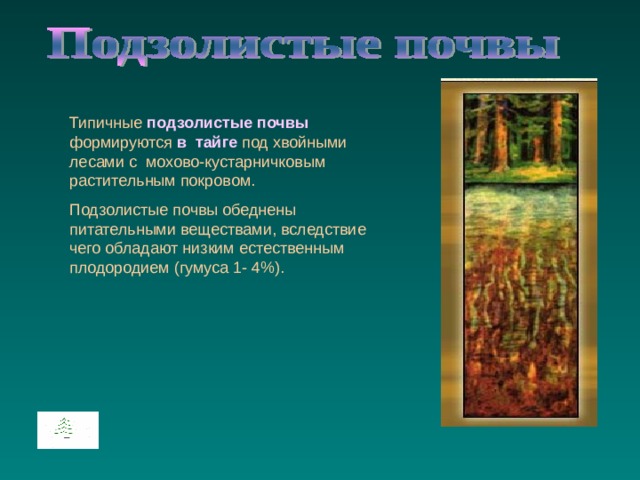 Типичные подзолистые почвы формируются в тайге под хвойными лесами с мохово-кустарничковым растительным покровом.  Подзолистые почвы обеднены питательными веществами, вследствие чего обладают низким естественным плодородием (гумуса 1- 4%). 
