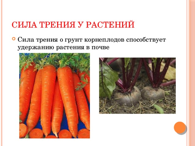 Сила трения у растений Сила трения о грунт корнеплодов способствует удержанию растения в почве 