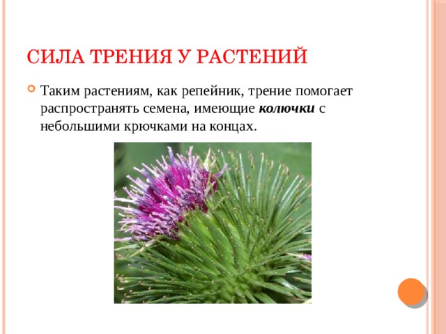 Сила трения у растений Таким растениям, как репейник, трение помогает распространять семена, имеющие колючки с небольшими крючками на концах. 