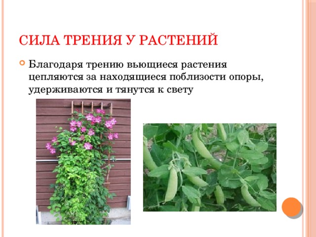 Сила трения у растений Благодаря трению вьющиеся растения цепляются за находящиеся поблизости опоры, удерживаются и тянутся к свету 
