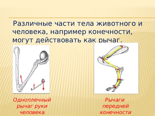  Различные части тела животного и человека, например конечности, могут действовать как рычаг. Рычаги передней конечности Одноплечный рычаг руки человека собаки 