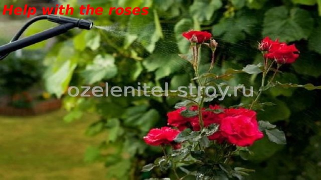 Help with the roses 