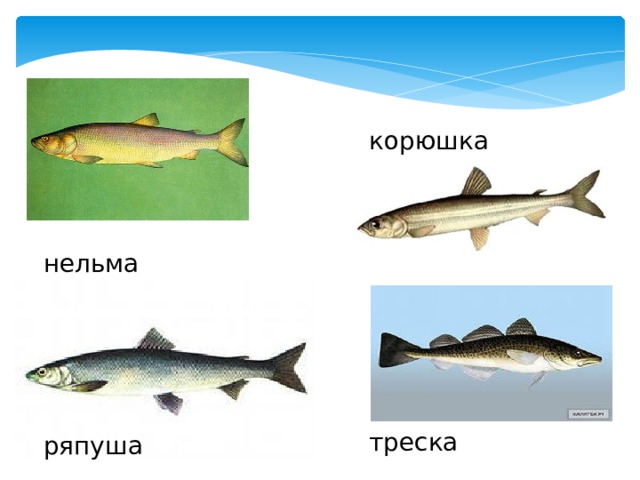 корюшка нельма треска ряпуша 