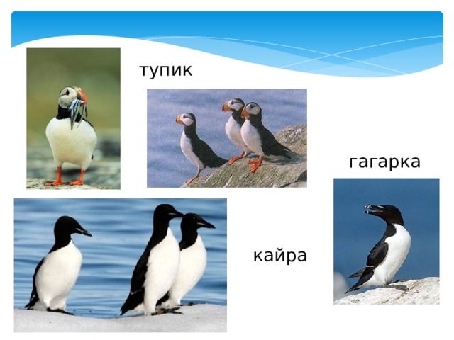 тупик гагарка кайра 