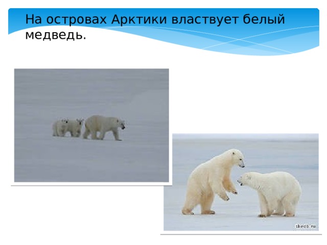 На островах Арктики властвует белый медведь. 