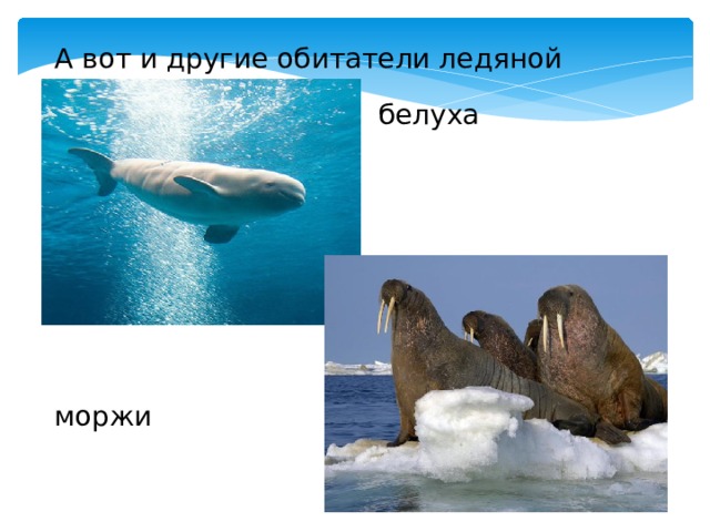 А вот и другие обитатели ледяной зоны! белуха моржи 