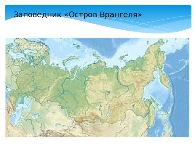 Заповедник «Остров Врангеля» 