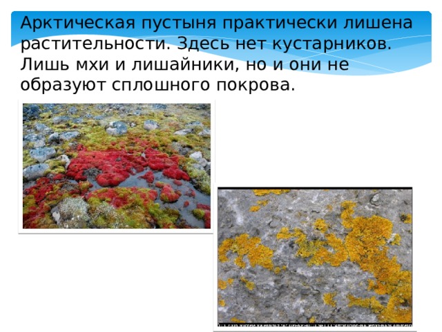 Арктическая пустыня практически лишена растительности. Здесь нет кустарников. Лишь мхи и лишайники, но и они не образуют сплошного покрова. 