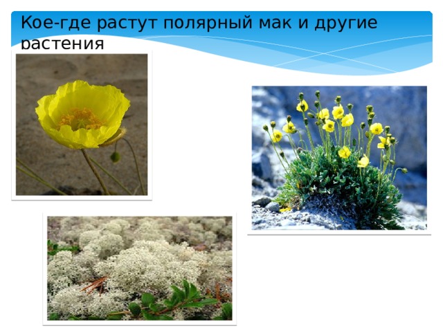 Кое-где растут полярный мак и другие растения 