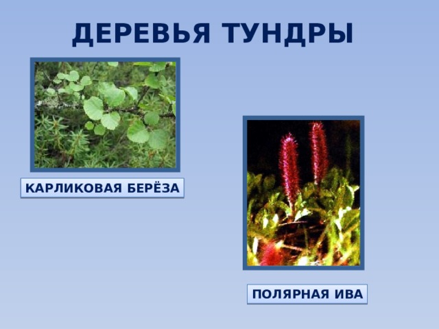 ДЕРЕВЬЯ ТУНДРЫ КАРЛИКОВАЯ БЕРЁЗА ПОЛЯРНАЯ ИВА 