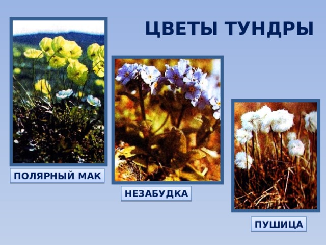 ЦВЕТЫ ТУНДРЫ ПОЛЯРНЫЙ МАК НЕЗАБУДКА ПУШИЦА 