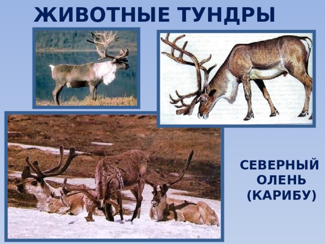 ЖИВОТНЫЕ ТУНДРЫ СЕВЕРНЫЙ  ОЛЕНЬ  (КАРИБУ) 