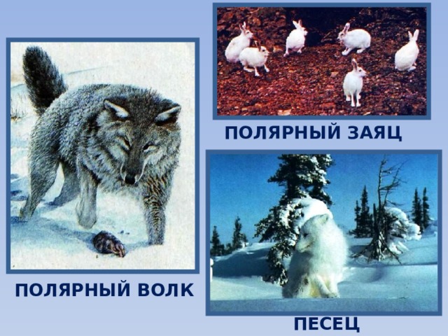 ПОЛЯРНЫЙ ЗАЯЦ ПОЛЯРНЫЙ ВОЛК ПЕСЕЦ 