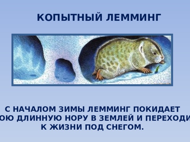 КОПЫТНЫЙ ЛЕММИНГ С НАЧАЛОМ ЗИМЫ ЛЕММИНГ ПОКИДАЕТ СВОЮ ДЛИННУЮ НОРУ В ЗЕМЛЕЙ И ПЕРЕХОДИТ К ЖИЗНИ ПОД СНЕГОМ. 