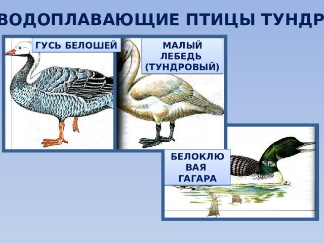 ВОДОПЛАВАЮЩИЕ ПТИЦЫ ТУНДРЫ ГУСЬ БЕЛОШЕЙ МАЛЫЙ ЛЕБЕДЬ (ТУНДРОВЫЙ) БЕЛОКЛЮВАЯ ГАГАРА 