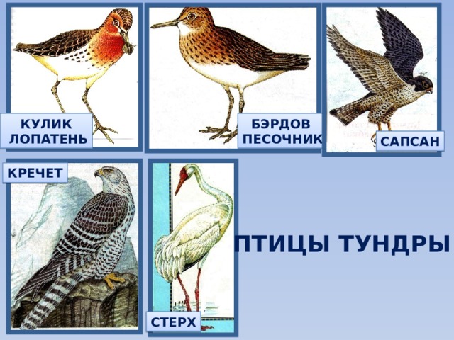 БЭРДОВ КУЛИК ПЕСОЧНИК  ЛОПАТЕНЬ САПСАН КРЕЧЕТ ПТИЦЫ ТУНДРЫ СТЕРХ 