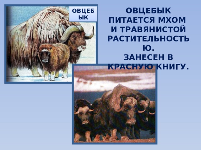 ОВЦЕБЫК ПИТАЕТСЯ МХОМ И ТРАВЯНИСТОЙ РАСТИТЕЛЬНОСТЬЮ. ЗАНЕСЕН В КРАСНУЮ КНИГУ. ОВЦЕБЫК 