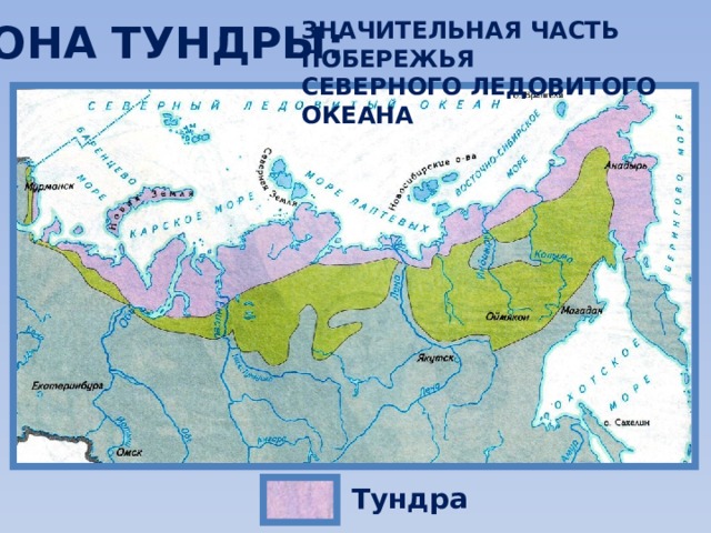 ЗОНА ТУНДРЫ: ЗНАЧИТЕЛЬНАЯ ЧАСТЬ ПОБЕРЕЖЬЯ СЕВЕРНОГО ЛЕДОВИТОГО ОКЕАНА Тундра 