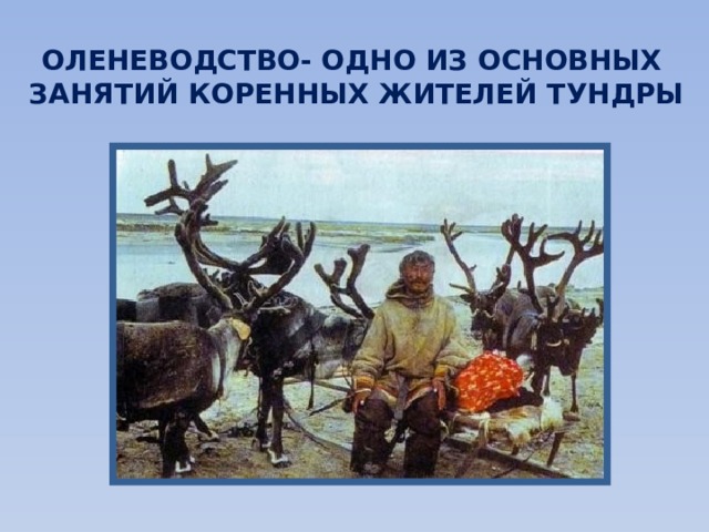 ОЛЕНЕВОДСТВО- ОДНО ИЗ ОСНОВНЫХ ЗАНЯТИЙ КОРЕННЫХ ЖИТЕЛЕЙ ТУНДРЫ 