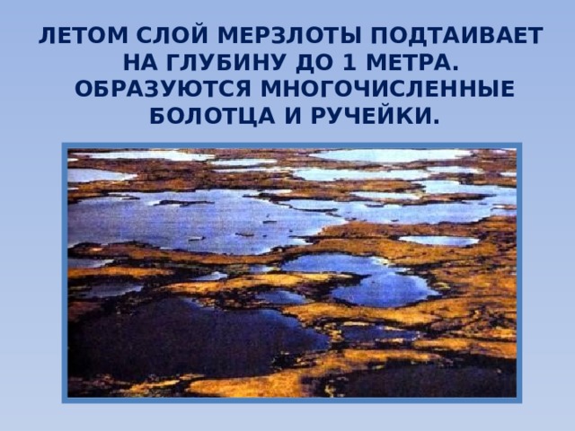 ЛЕТОМ СЛОЙ МЕРЗЛОТЫ ПОДТАИВАЕТ НА ГЛУБИНУ ДО 1 МЕТРА. ОБРАЗУЮТСЯ МНОГОЧИСЛЕННЫЕ БОЛОТЦА И РУЧЕЙКИ. 